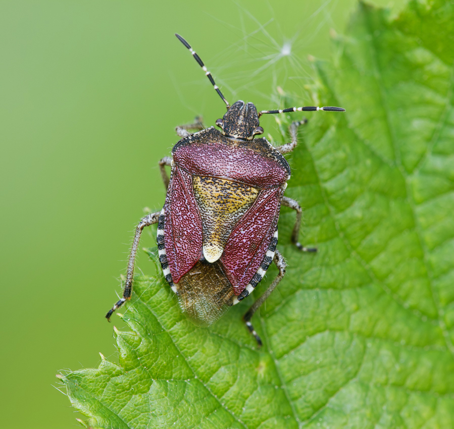 Sloe Bug - Dolycoris baccarum 1